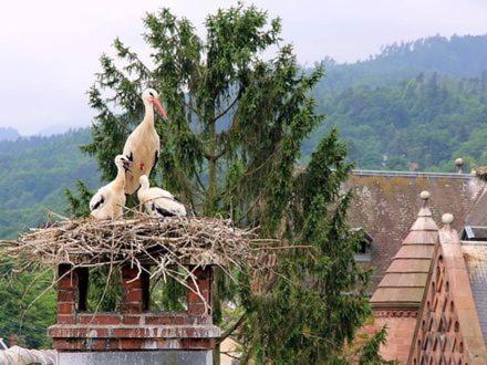 Chambres Suite D'Hote Divine Providence Wintzenheim Ngoại thất bức ảnh